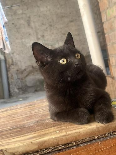 Продажа кошек: 🏡 КОТЯТА ИЩУТ ДОМ! 🐾❤️ Два замечательных малыша — чёрный котик и — 10