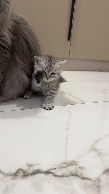 Продажа кошек: Три кошки и один кот Породистые котята серебристого окраса — 14