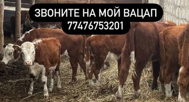 бычки 1год: Продаю | Музоо, торпок, Корова (самка), Бык (самец) | На забой, Для разведения, На откорм