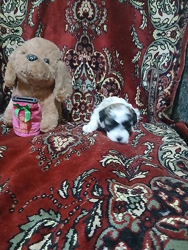 İtlər: Pudel, 1 ay, Dişi — 2