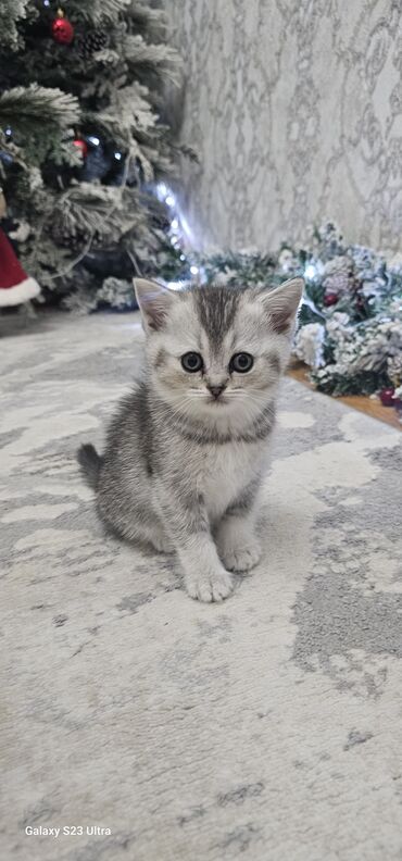 Pişiklər: Britan — 5