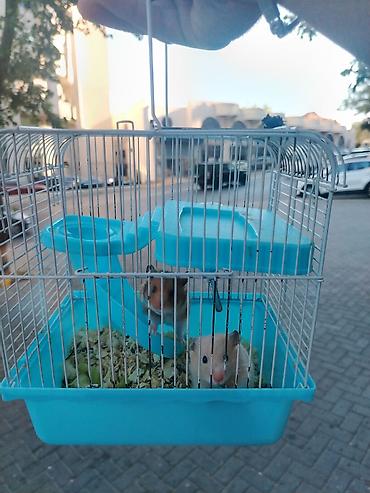 qefes satisi: Hamster sağlam balalardır Qəfəs ilə bir yerdə satılır çatdırılma var — 3
