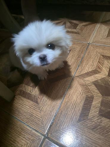 İtlər: Pekines, 2 ay, Dişi — 8