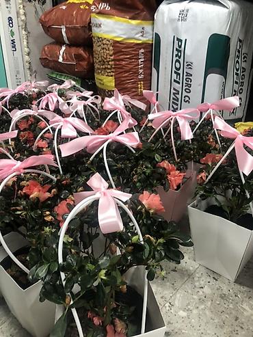 Подарочная упаковка: Подарочные композиции в коробке-сумке - Живые комнатные — 13