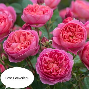 Şitillər: Məhsul: Bağ bitkiləri və meyvə fidanları seçimi - Hibiskus (Rose of — 71