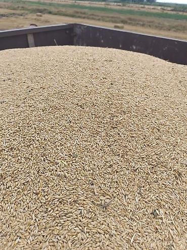 Зерновые культуры: Яровой ячмень, сорт „Космос " второй репродукции. Урожай 2025 — 9