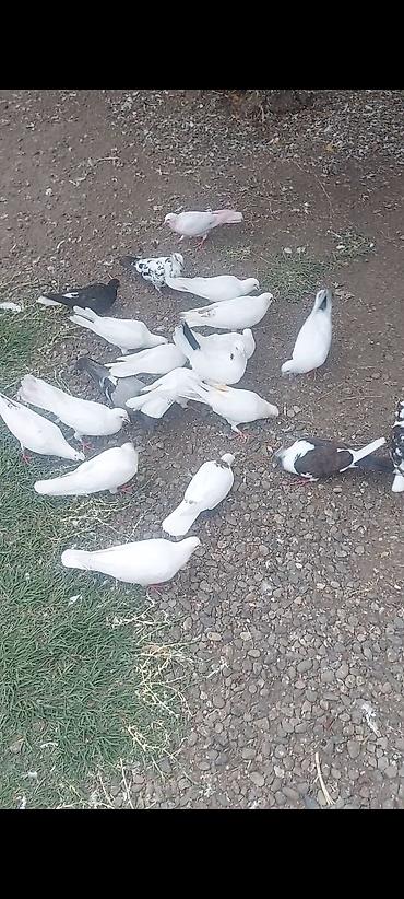 danşan quş: Salam 19 quşdu hamısı tutulmadı kom 2.50 göndərməkdə olar — 4