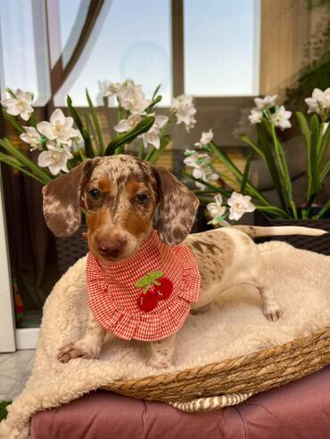 Psi: Odgajivacnica pasa "Happy Puppies" ima u ponudi prelepe stence mini — 7