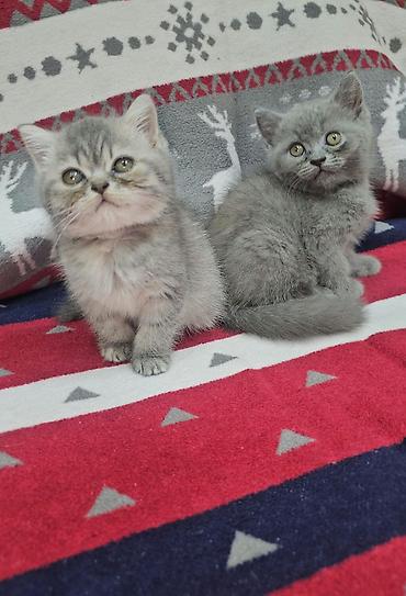 quş: Tabbi, Erkək, Yaxşı əllərə, Ünvandan götürmə — 1