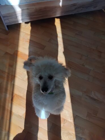 İtlər: Pudel — 14