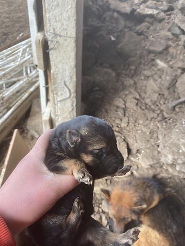 Отдам даром собаку: Щенки от собаки овчарочного типа. - Окрас: классический чёрно-рыжий у — 7
