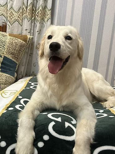 itler pulsuz: Retriever, 8 ay, Dişi — 6