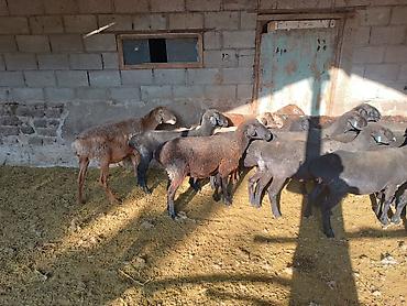 Баран, овца: Продаю | Баран (самец) — 3