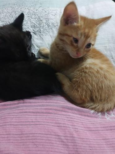 4 котёнка даём хороший руки бесплатно - Окрас: один рыжий табби с