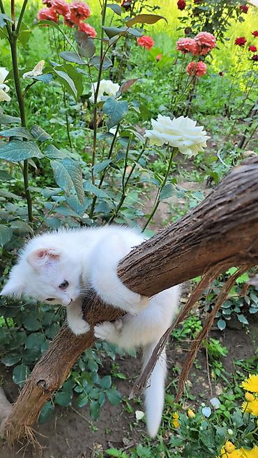 Мышыктар: Ангор, 3 айлык, Ургаачы, Ак — 3