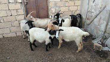 keci balasi: Məhsul: Yerli keçi sürüsü

Təsvir:HAMSİ CAVAN HEYVANLARDIR — 3