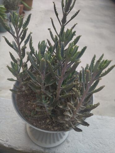 piy eriden bitkiler: Sukkulent “Kalankoe – Bryophyllum (Mother of Thousands)” saksıda