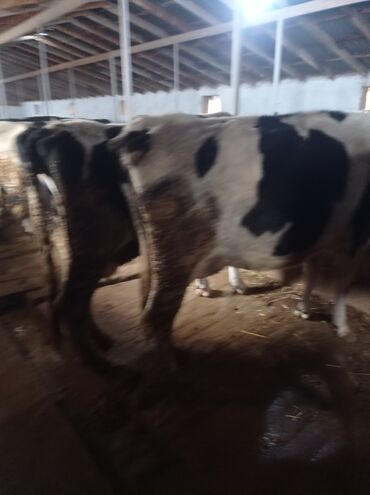 Коровы, быки: Продаю | Корова (самка) | Полукровка | Для разведения, Для молока — 9