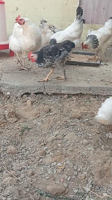 liqorin toyuqlari satilir: Hər cürə heyvan var qaz balası ordey hindusqa nə iddeseniz var işimlə — 1