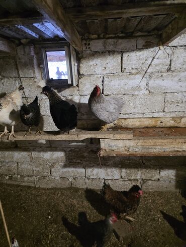 Toyuqlar: Toyuq, Damazlıq — 7