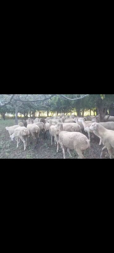 mal qara satisi: Maraqlanmaq istəyən əlaqə saxlasın. Cavan bogaz heyvanlar satılır