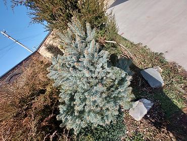 Декоративные деревья: Саженцы деревьев: Ели — 17