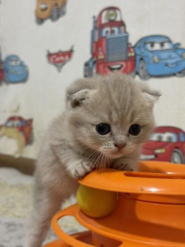 Кошки: Шотландская вислоухая — 1