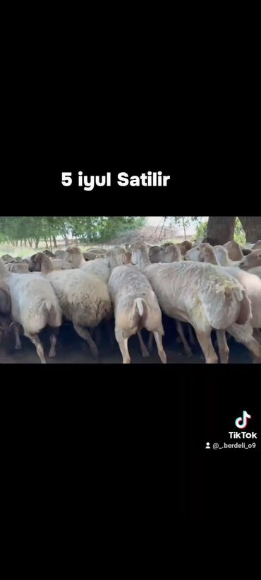 bakida cins ineklerin satisi: 5 iyul 500 baş Super bogaz şişəklər satilir real alici elaqe