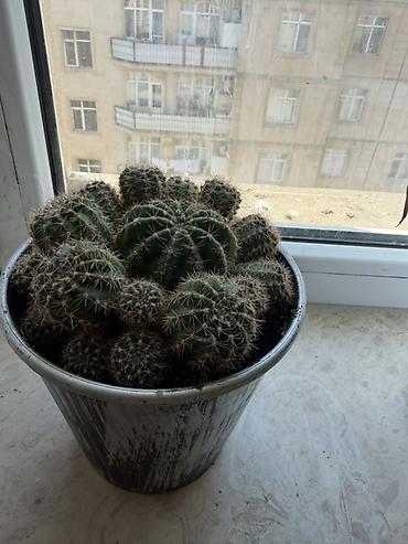 torf nerede satilir: Kaktus kompozisiyası – çoxgövdəli “echinopsis” tipli top kaktuslar - — 1