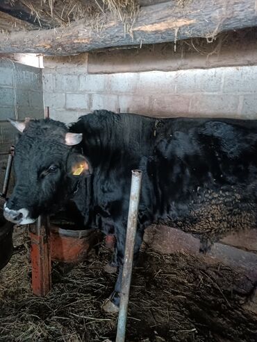 Коровы, быки: Продаю | Бык (самец) | На откорм | Привязанные — 4