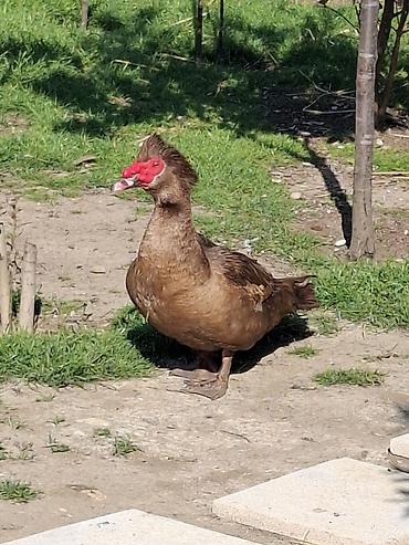 ordəy: Musk ördəyi (Cairina moschata) qirmizi ökuz sortu erkek cavan - — 1