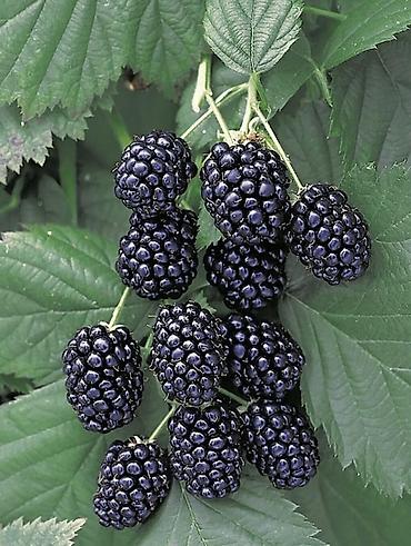 Ежевика: Ежевика — 4