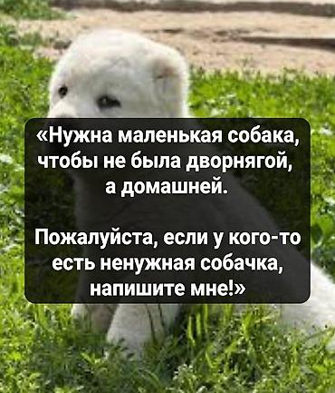собаки питбули: Если у кого-то есть собачка ненужная дайте мне пожалуйста мне она — 1