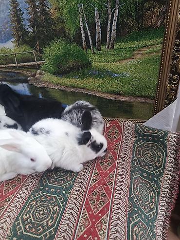 Dovşanlar: Dovşan yemi 2-azn Bala Dovşanlar 5azn. Apilka (Yonqar 1.50azn) — 5