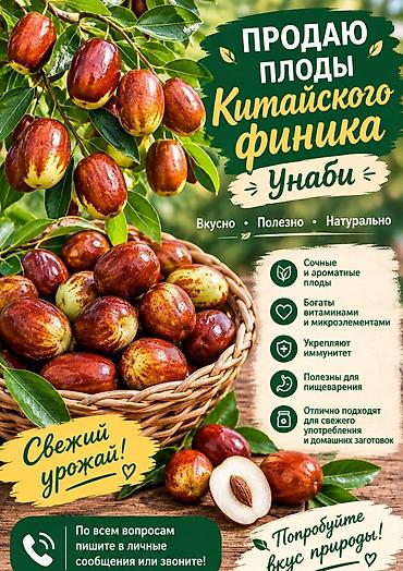 косточка: Финики-унаби (китайский финик, жужуба), сушёные. Описание: - — 1