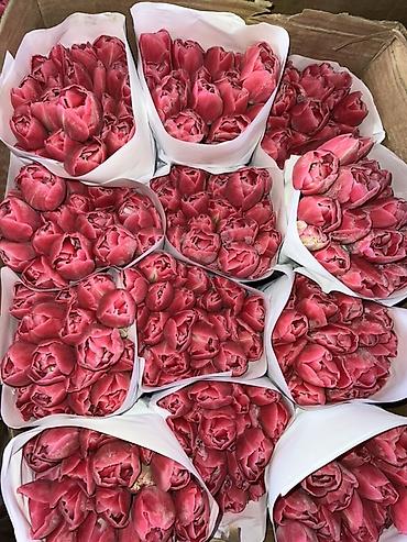 Букеты из живых цветов: Тюльпаны - Сорт: нежно-розовые тюльпаны с мягкой желтой каймой на — 10