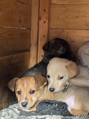 Отдам даром собаку: Собака даром: Дворняжка, 2 месяца, Самец — 9