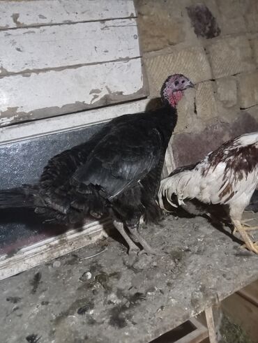 sort inəklər: Sağlam indyuşkalar kanada sortu