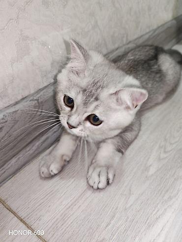 Pişiklər: Şinşilla, Yaxşı əllərə — 8