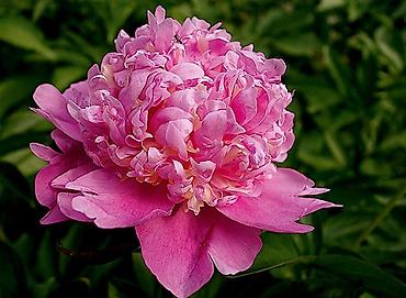 Продю пионы корешок (1-2-3 почки) цены от 450с at lalafo.kg Продю пионы корешок (1-2-3 почки) цены от 450с