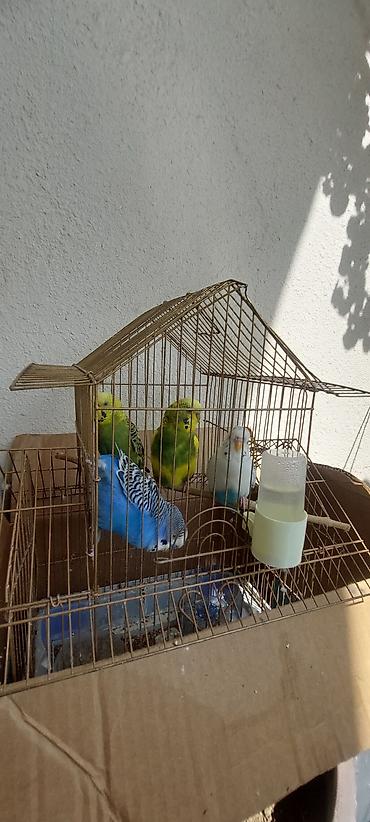 tap az qusar heyvanlar: Məhsul: dalmatin və klassik rəng kombinasiyalarında nimfa/budgerigar — 1