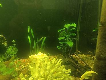 Аквариумы: Продаю аквариум 400 литров со всем содержимым ( фильтр грунт декорации — 3