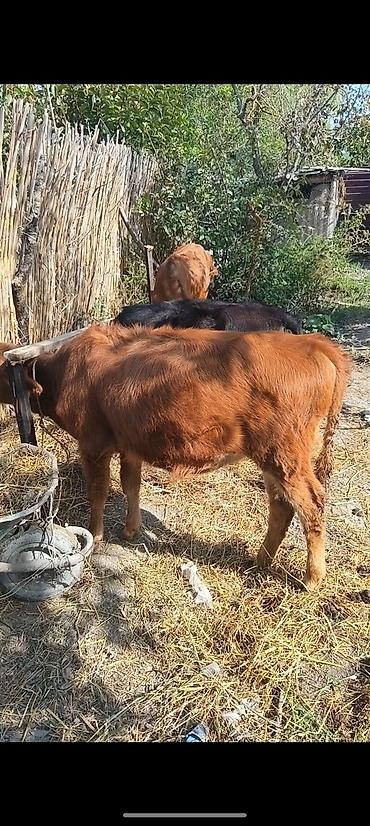 pişik su qabı: 4dene disi dana 6.8aylg kom 4200 — 1