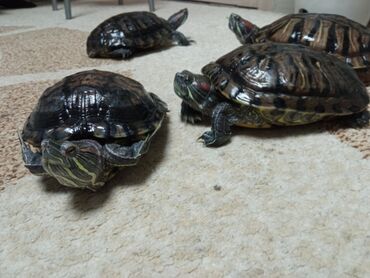 черепах: Продаю красноухих водных черепах 8 лет. большие есть мальчики и