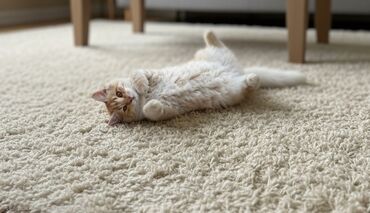 pişik pişik: Самец, Самка, В добрые руки