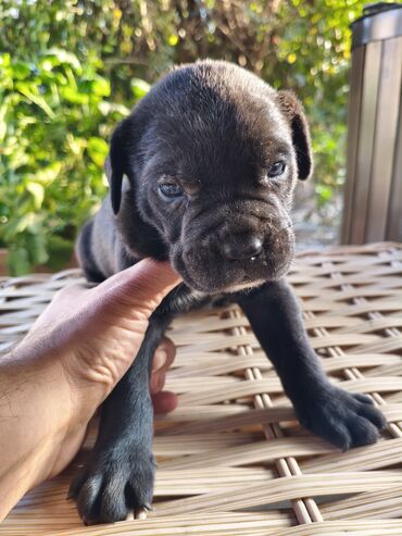 İtlər: 1 ay, Peyvəndli, Rayonlara çatdırılma, Ünvandan götürmə, Pulsuz çatdırılma — 17