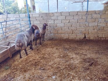 Qoyunlar, qoçlar: Erkək, Qala, il: 2, Damazlıq, Ünvandan götürmə