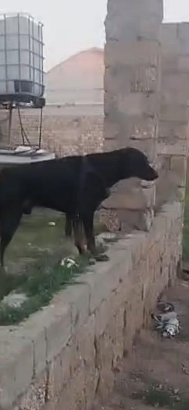 1 aylık doberman: Doberman, 1 il, Erkək — 2
