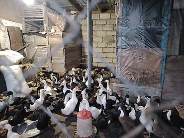 cuce ve xoruz temsil: Ördək sürüsü – qarışıq rəng və cinslər - Təsərrüfatda çoxsaylı ördək — 1