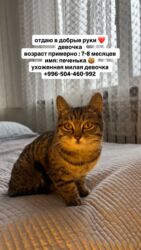 питомник кошек: Мышык бекер берилет: Породасыз, 7 айлык, Ургаачы, Лотокко барууга үйрөтүлгөн